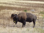 idaho